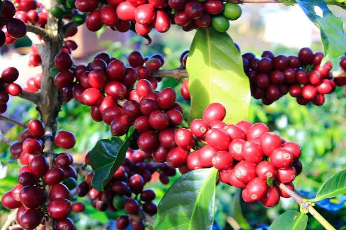 Exportações de café crescem 58% no ES e impulsionam a economia de Linhares e do Norte capixaba